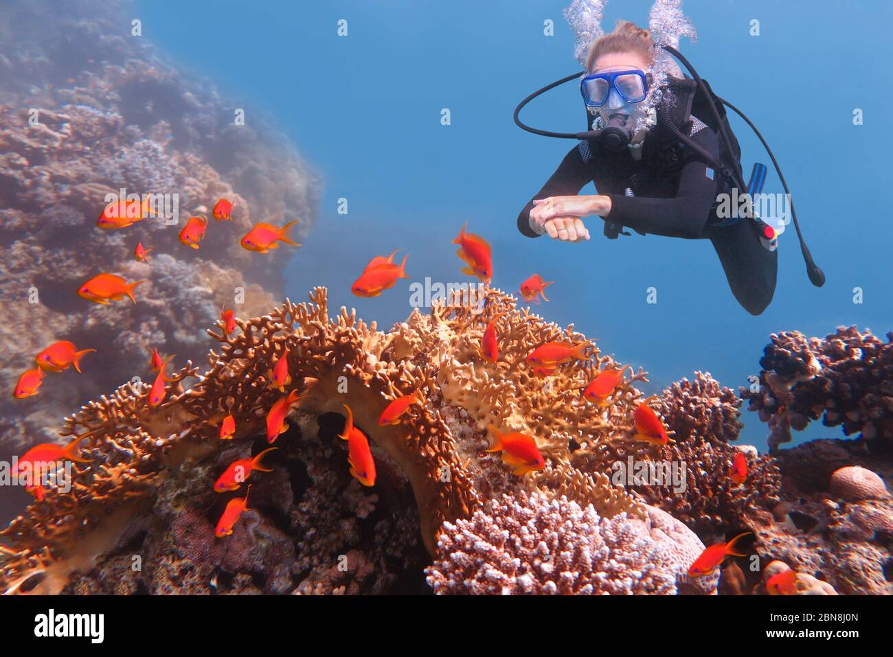 plongeur europeanan femelle regardant les poissons orange dans la mer bleue Banque D'Images