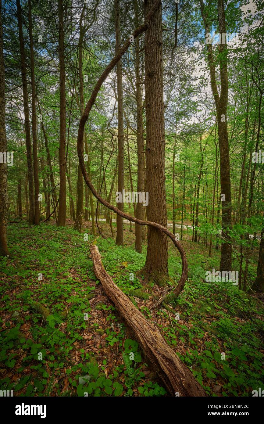 Vigne de raisin sauvage formée en forme de S avec une bûche au premier plan. Banque D'Images