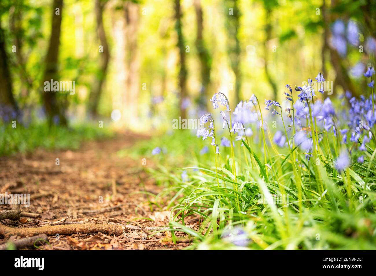 Scène Bois Bluebell Banque D'Images