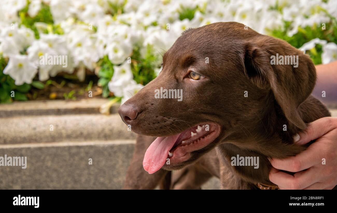 Un Labrador au chocolat se reposant et se panant pendant une promenade quotidienne autour de Marbella, en Espagne Banque D'Images