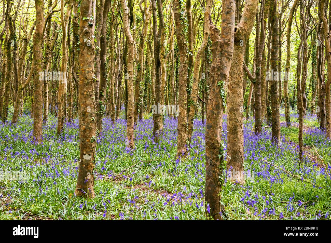 Scène Bois Bluebell Banque D'Images