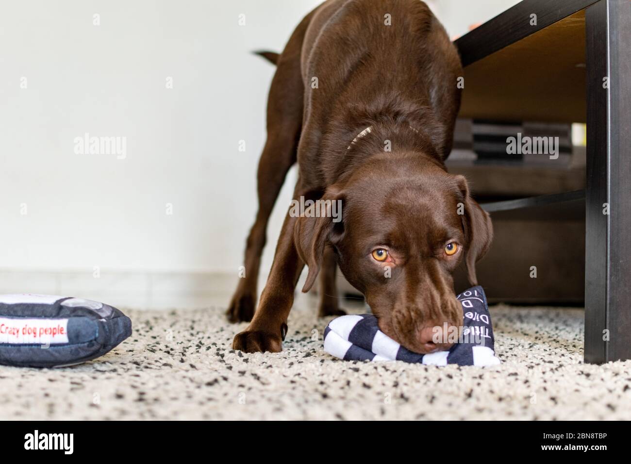 un labrador au chocolat jouant avec ses jouets préférés Banque D'Images