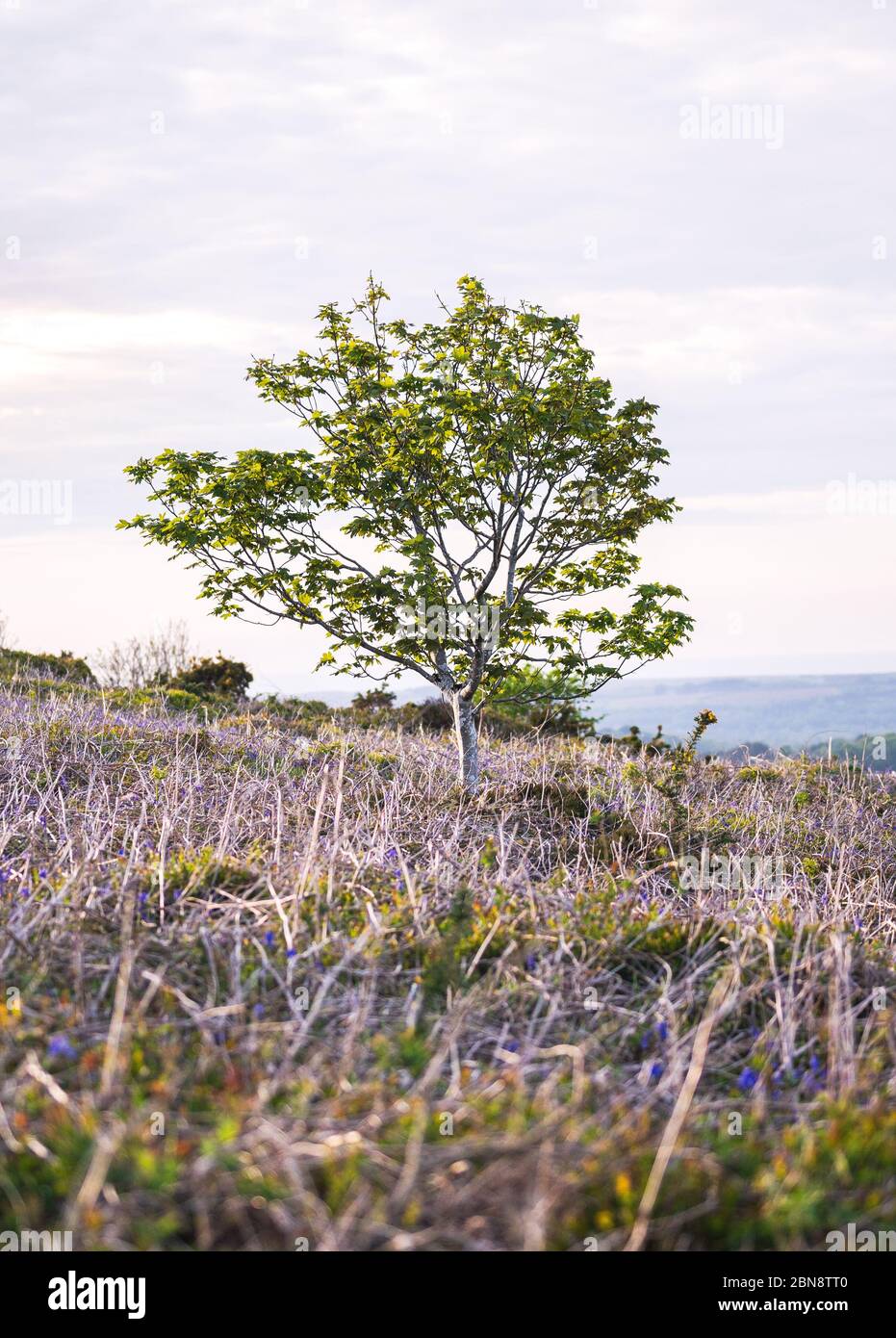L’arbre solitaire Banque D'Images