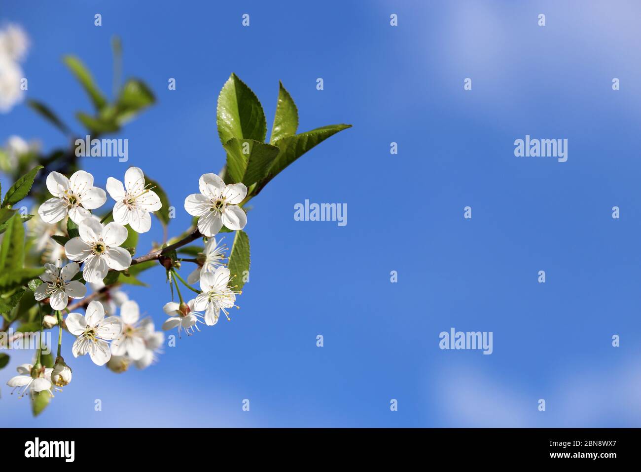 Cerisier fleuri au printemps isolé sur ciel bleu, fond floral pour carte romantique. Fleurs blanches sur une branche avec espace de copie libre, couleurs douces Banque D'Images