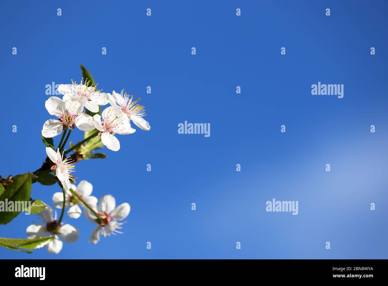 Cerisier fleuri au printemps isolé sur ciel bleu, fond floral pour carte romantique. Fleurs blanches sur une branche avec espace de copie libre, couleurs douces Banque D'Images