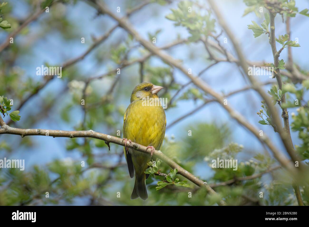 Finch Vert Banque D'Images