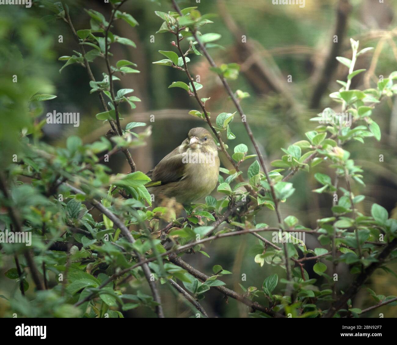 Finch Vert Banque D'Images