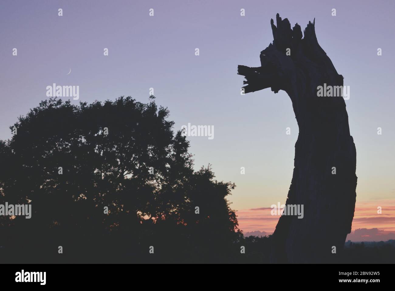 Arbre mort en forme de créature inhabituelle silhoueted contre un ciel de coucher de soleil Banque D'Images