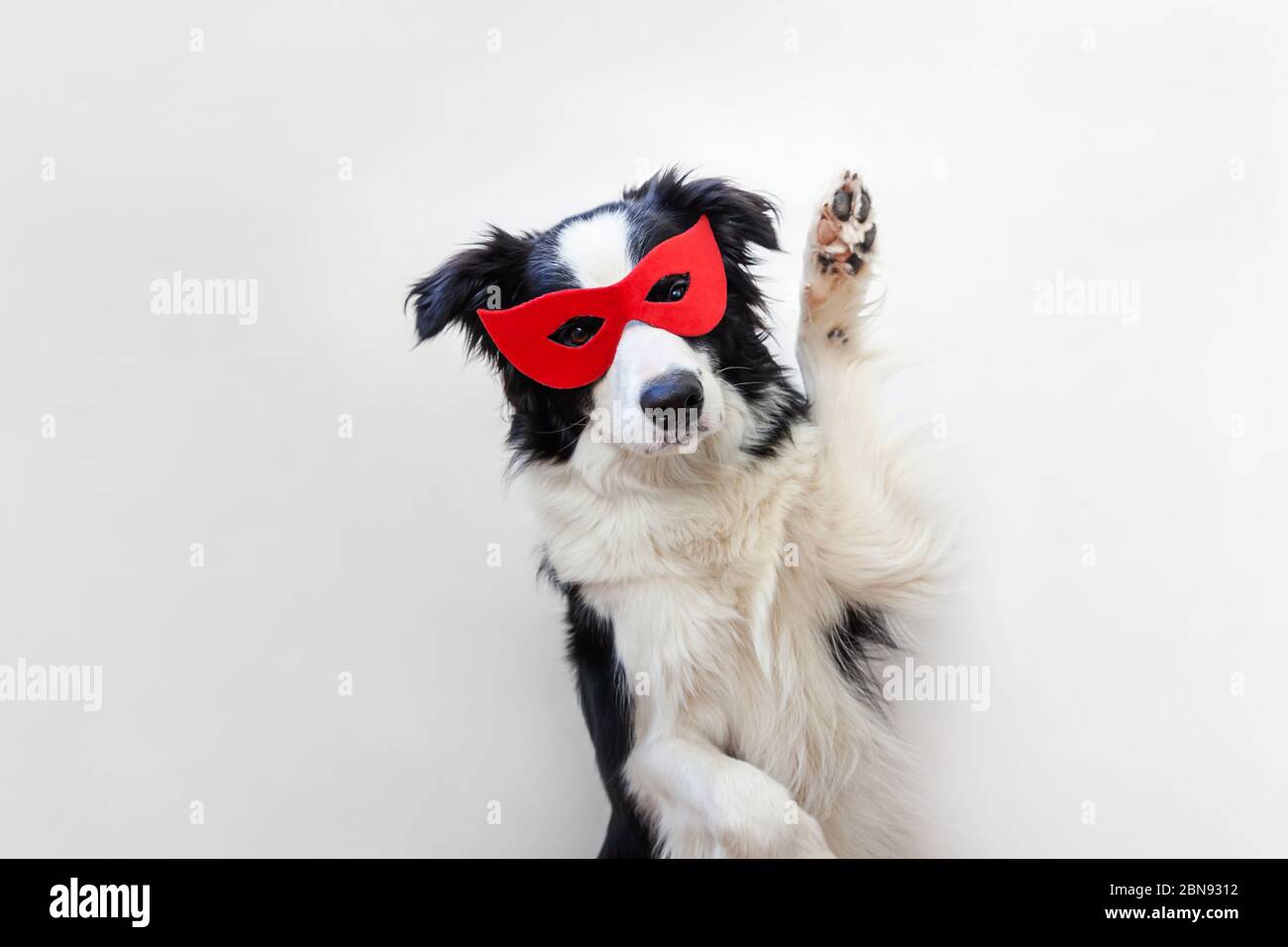 Drôle de studio portrait de joli sourire chien bordure collie en costume de super-héros isolé sur fond blanc. Chiot portant le masque rouge super héros en carnaval ou halloween. La justice aide le concept de force Banque D'Images