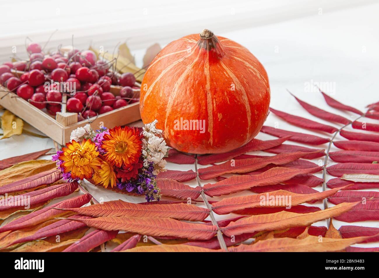 Les Citrouilles Orange Sont Posées Sur Une Table Blanche. Automne Encore La  Vie De La Citrouille, Argousier Et Beau Feuillage D'automne Lumineux. Mise  Au Point Sélective Photo Stock - Alamy