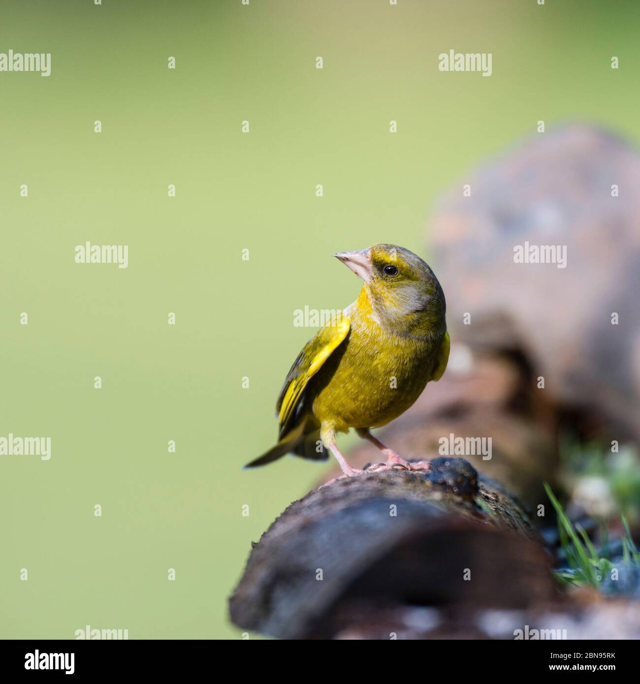 Un mâle Verdier (Carduelis chloris) au Royaume-Uni Banque D'Images