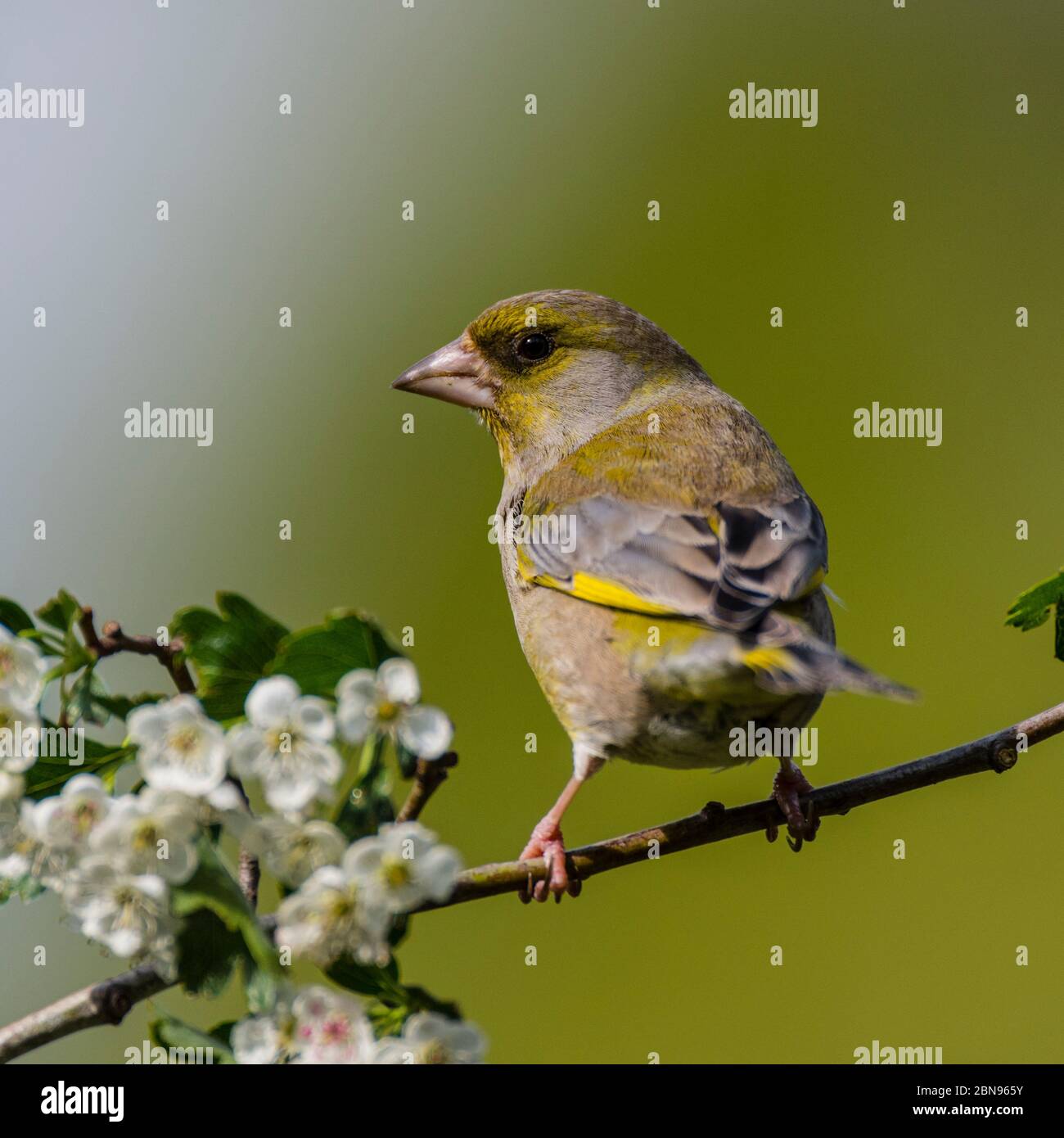 Un mâle Verdier (Carduelis chloris) au Royaume-Uni Banque D'Images
