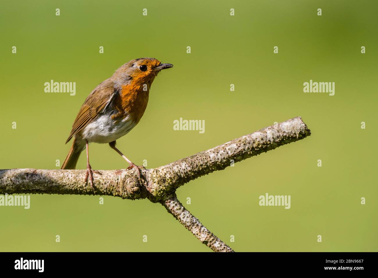 Un Robin (erithacus rubecula) au Royaume-Uni Banque D'Images
