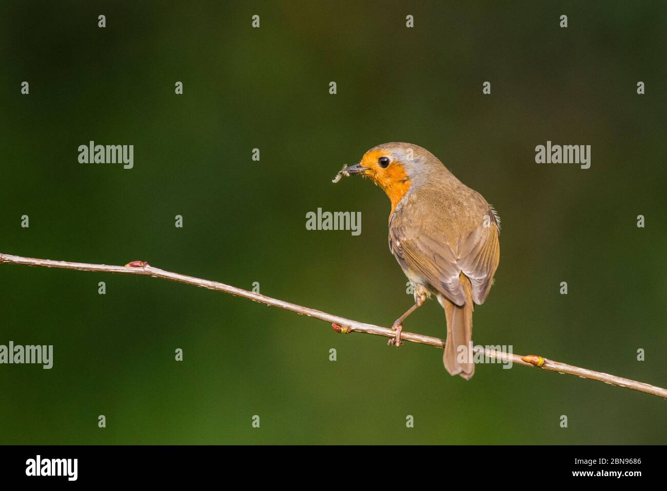 Un Robin (erithacus rubecula) au Royaume-Uni Banque D'Images