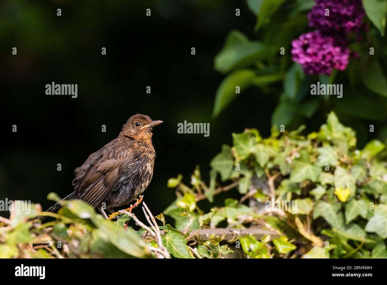 Une femelle Blackbird ( Turdus merula ) au royaume-uni Banque D'Images