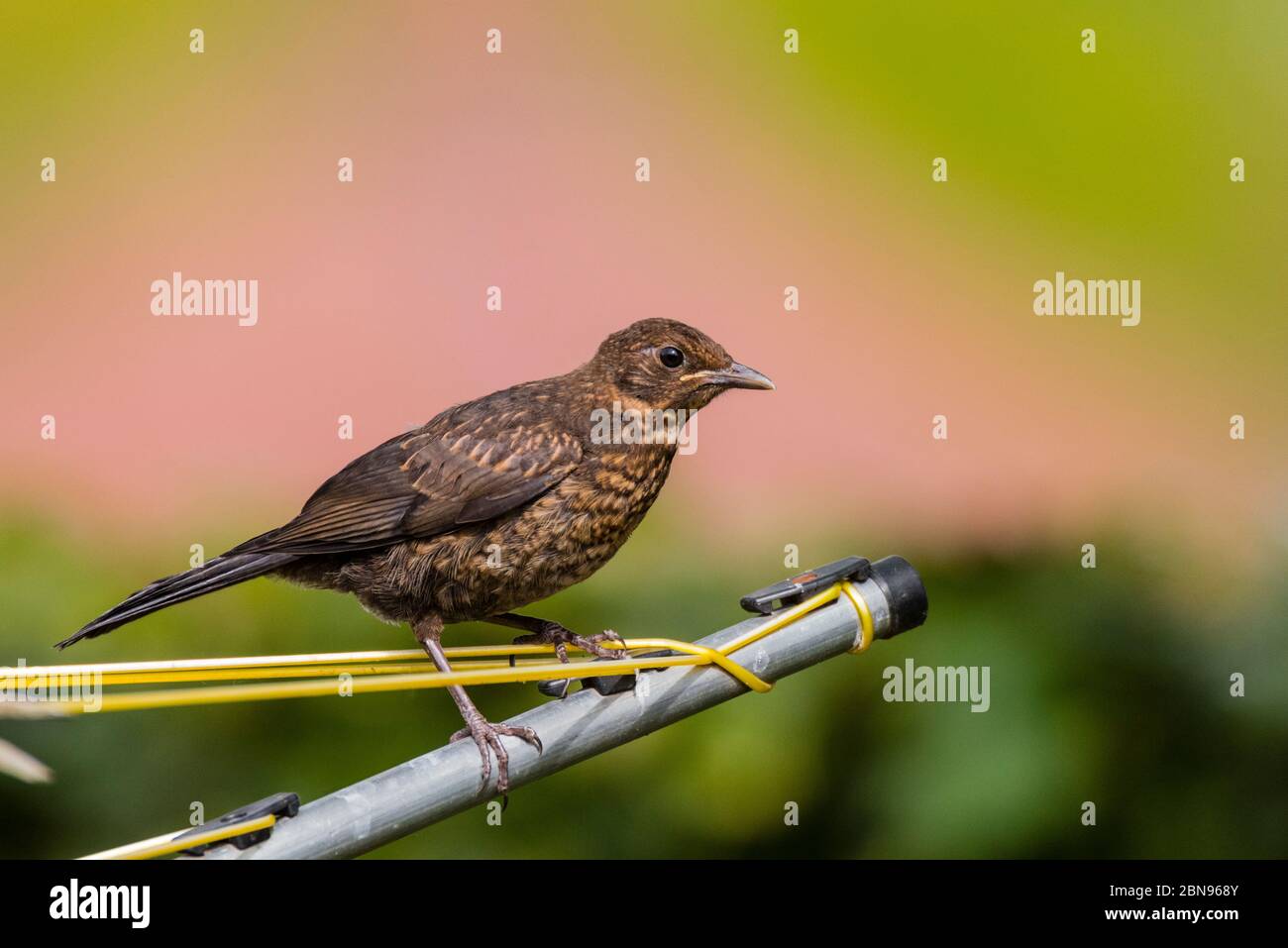 Une femme Blackbird sur une ligne de lavage ( Turdus merula ) au royaume-uni Banque D'Images