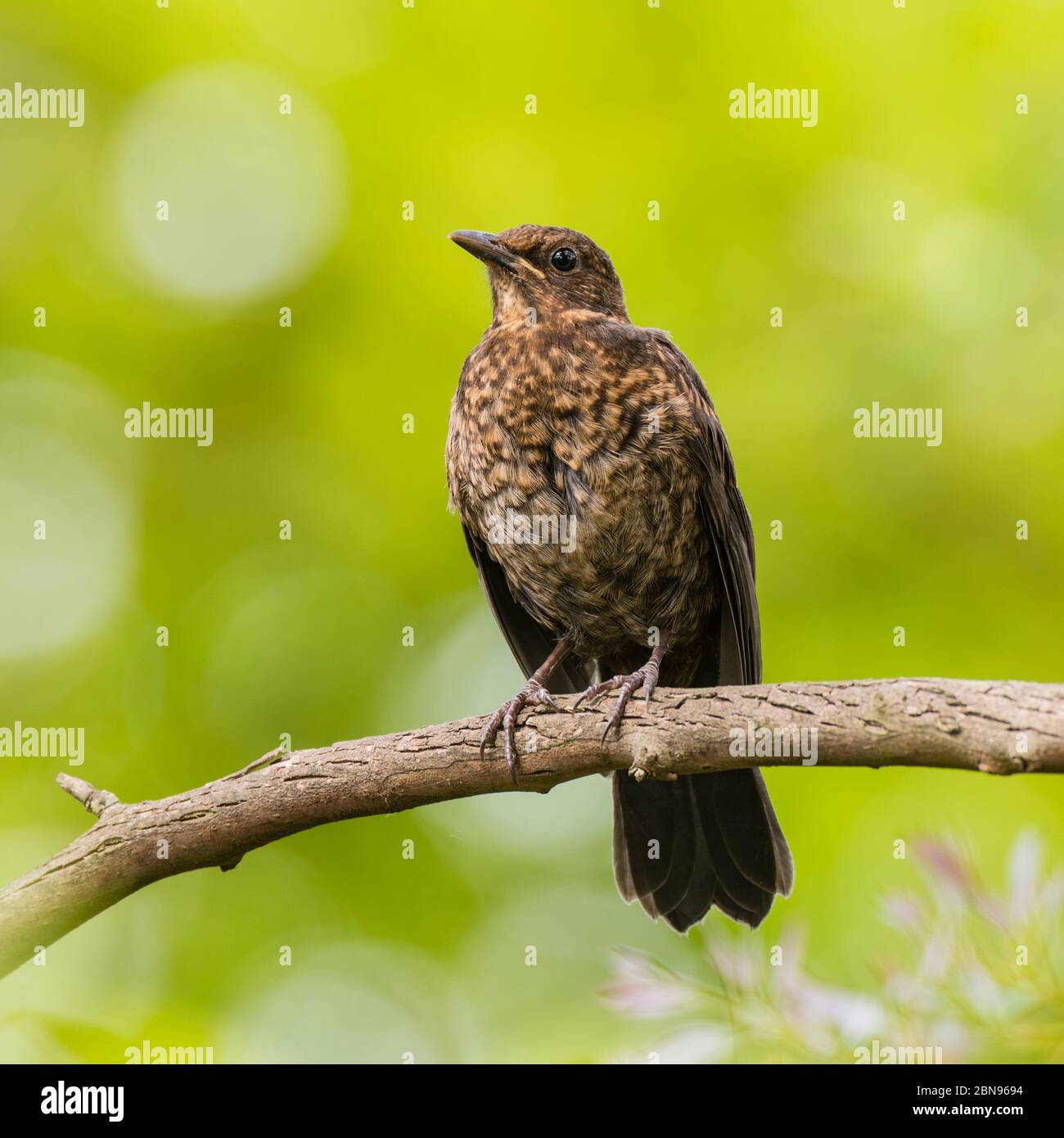 Un jeune Blackbird ( Turdus merula ) au royaume-uni Banque D'Images