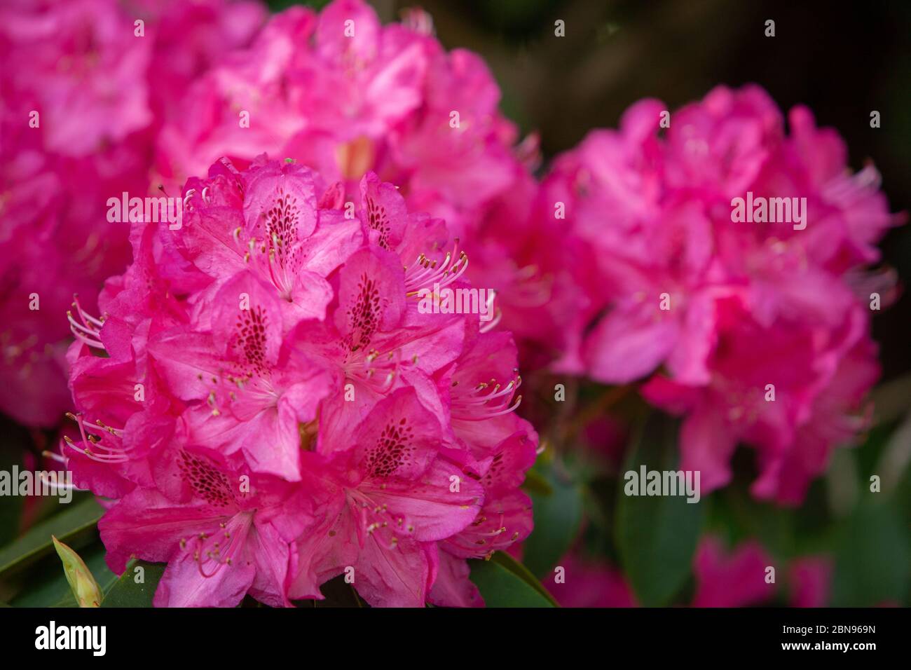 Les fleurs de Rhododendron sont proches de la lumière du soleil. Arrière-plan des fleurs. Banque D'Images