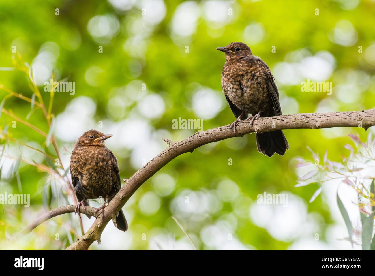 Deux jeunes Blackbirds ( Turdus merula ) au royaume-uni Banque D'Images