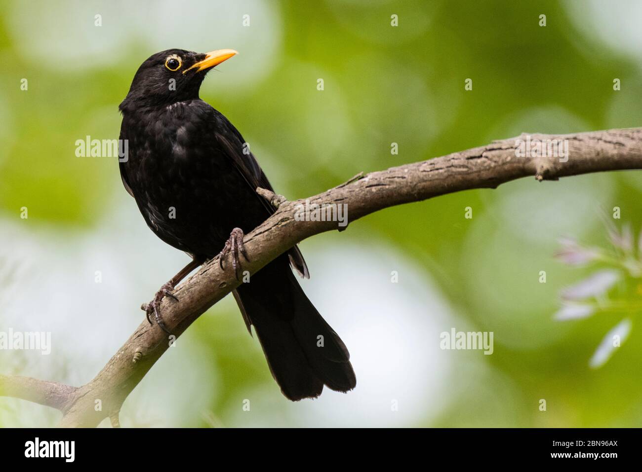 Un homme Blackbird ( Turdus merula ) au royaume-uni Banque D'Images