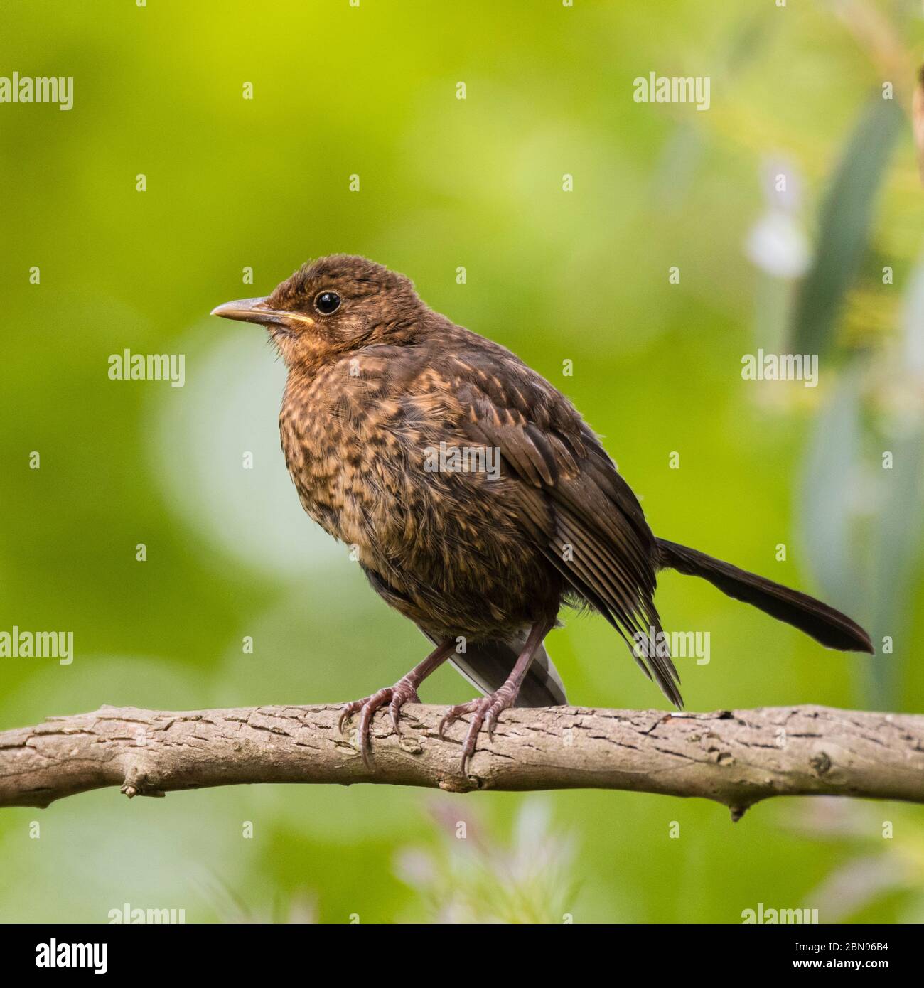 Un jeune Blackbird ( Turdus merula ) au royaume-uni Banque D'Images