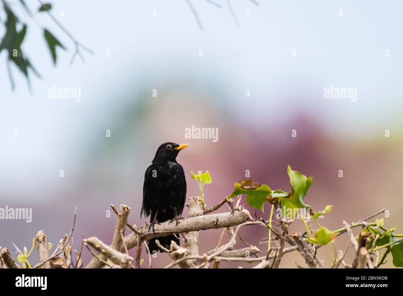 Un homme Blackbird ( Turdus merula ) au royaume-uni Banque D'Images