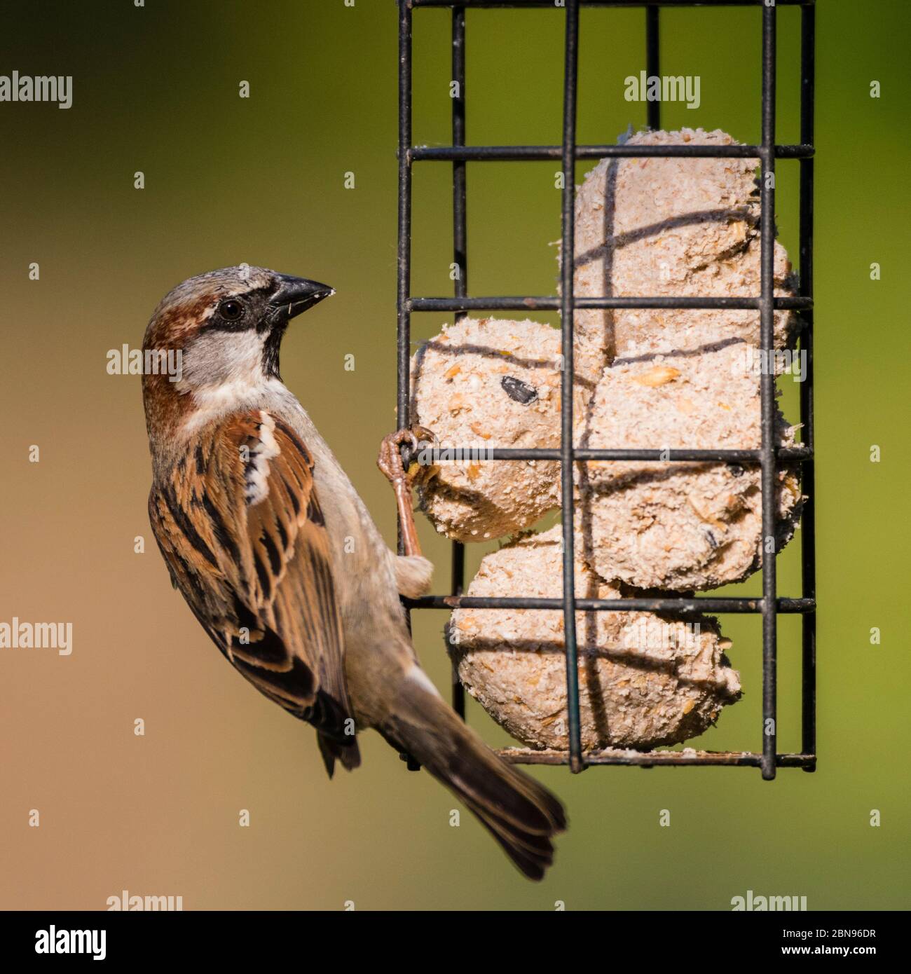 Un oiseau close up portrait of a male moineau domestique (Passer domesticus) dans un jardin Banque D'Images