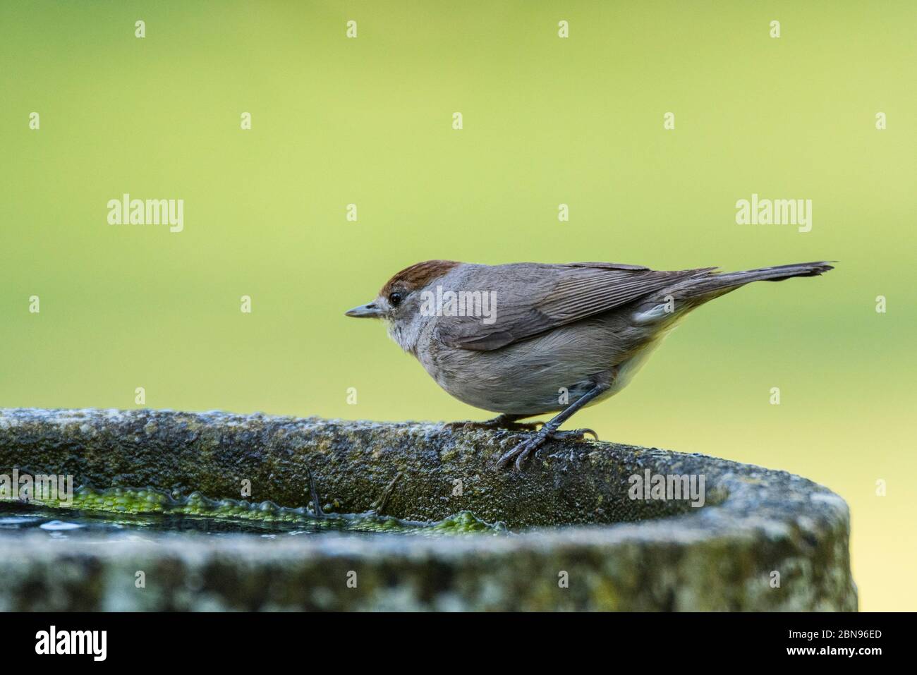 Une Blackcap, Sylvia atricapilla, femelle célibataire dans un jardin britannique Banque D'Images