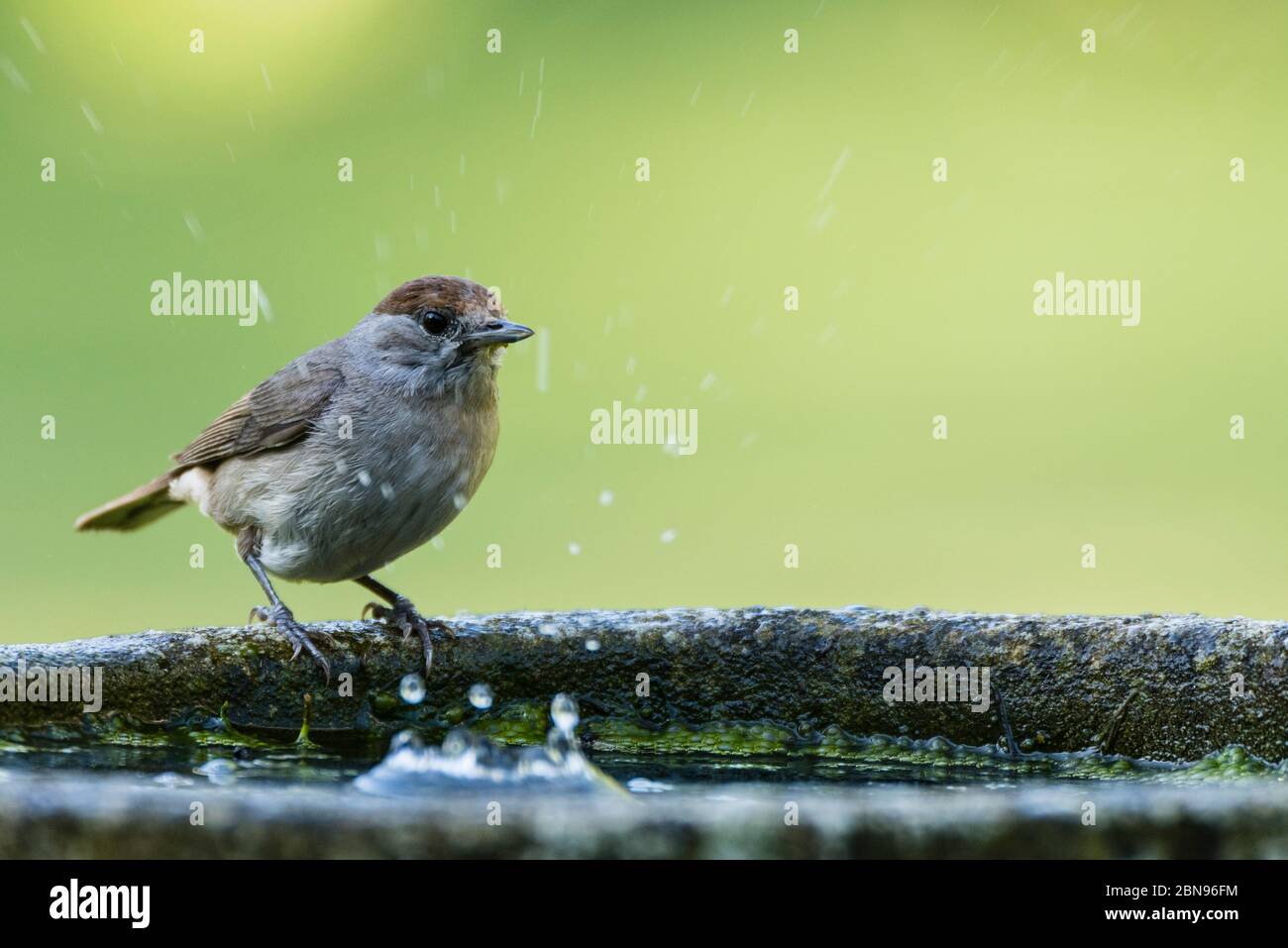 Une Blackcap, Sylvia atricapilla, femelle célibataire dans un jardin britannique Banque D'Images