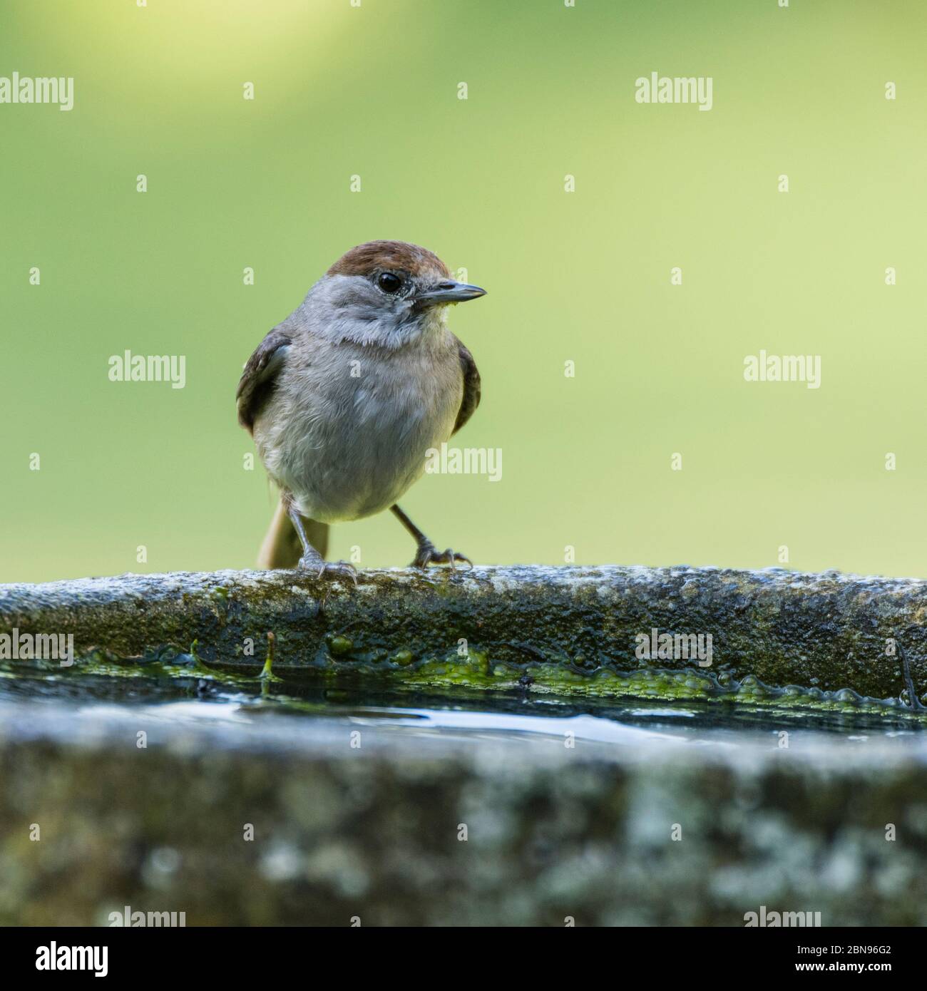 Une Blackcap, Sylvia atricapilla, femelle célibataire dans un jardin britannique Banque D'Images