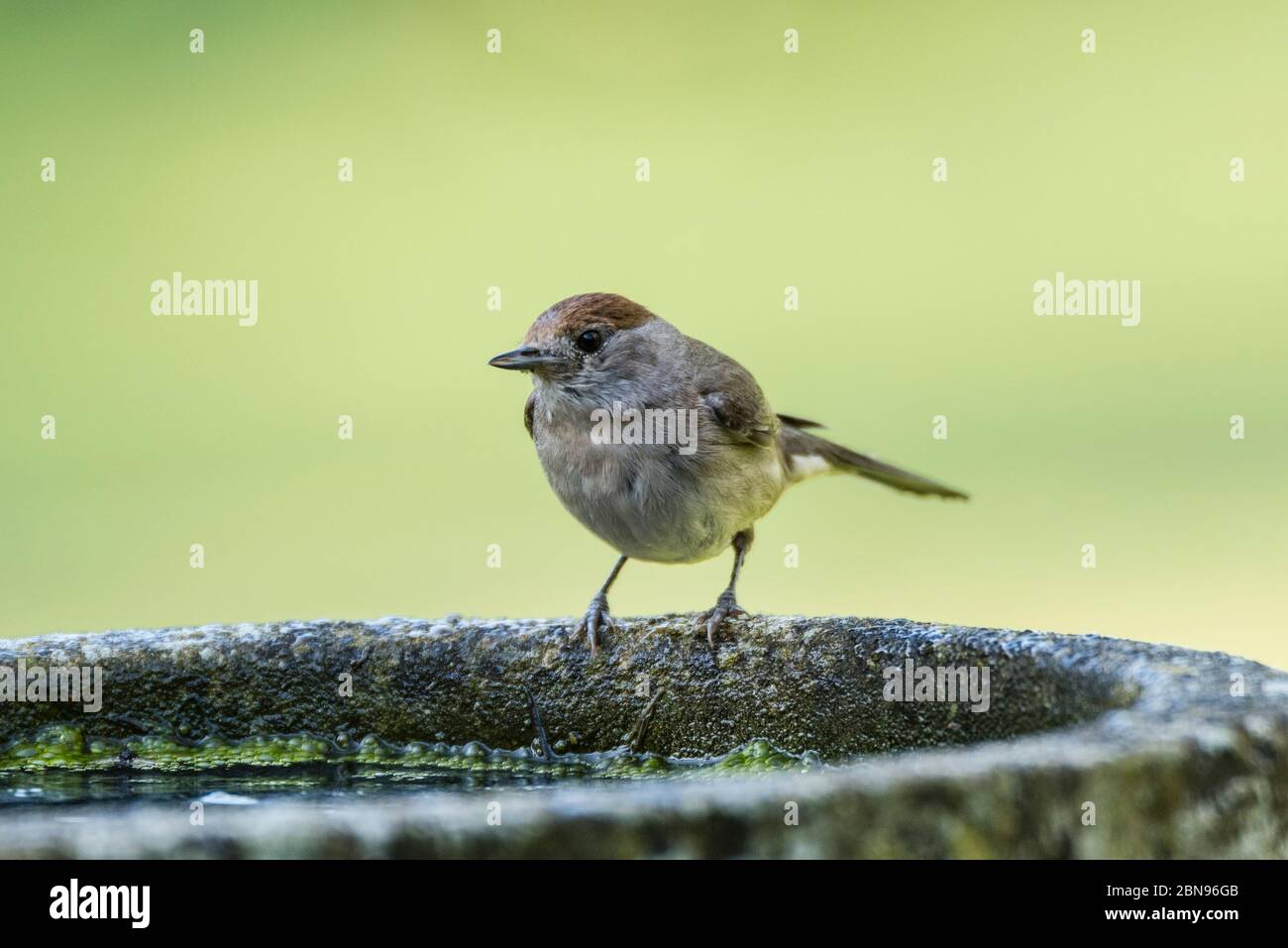 Une Blackcap, Sylvia atricapilla, femelle célibataire dans un jardin britannique Banque D'Images
