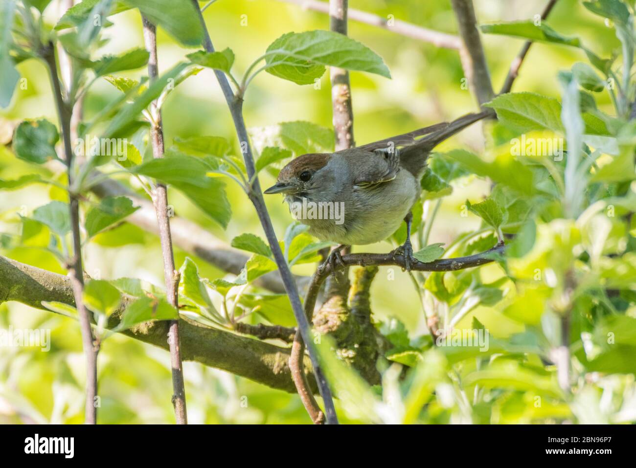 Une Blackcap, Sylvia atricapilla, femelle célibataire dans un jardin britannique Banque D'Images