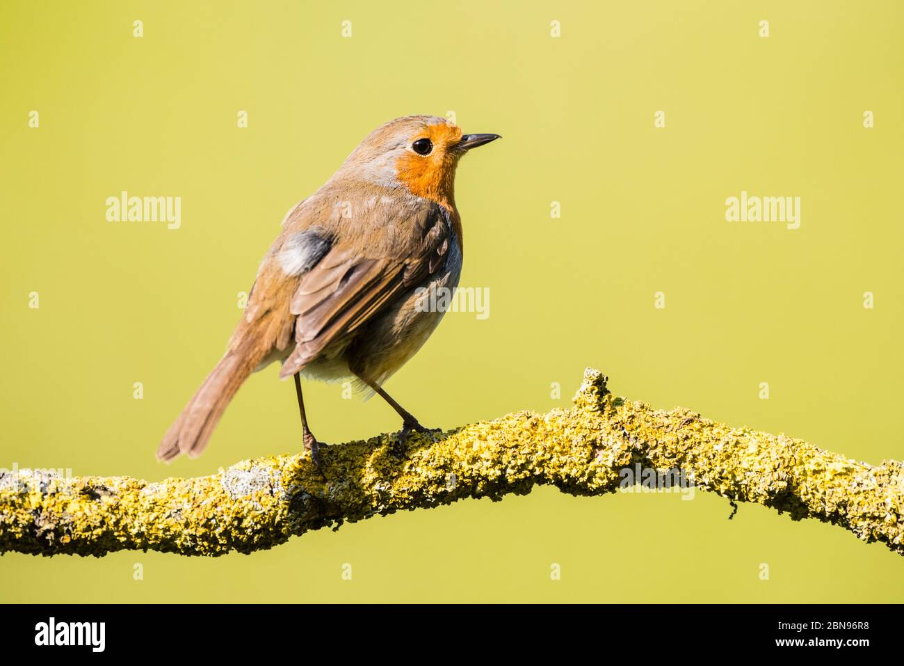Un Robin (erithacus rubecula) au Royaume-Uni Banque D'Images