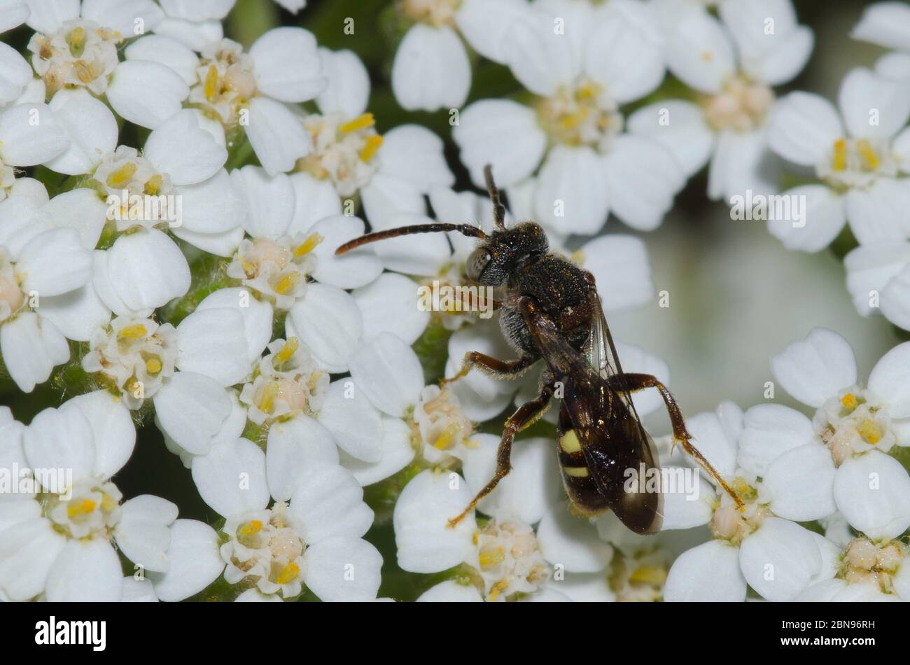 Nomad Bee, Nomada sp., fourrageant sur Yarrow, Achillea millefolium Banque D'Images