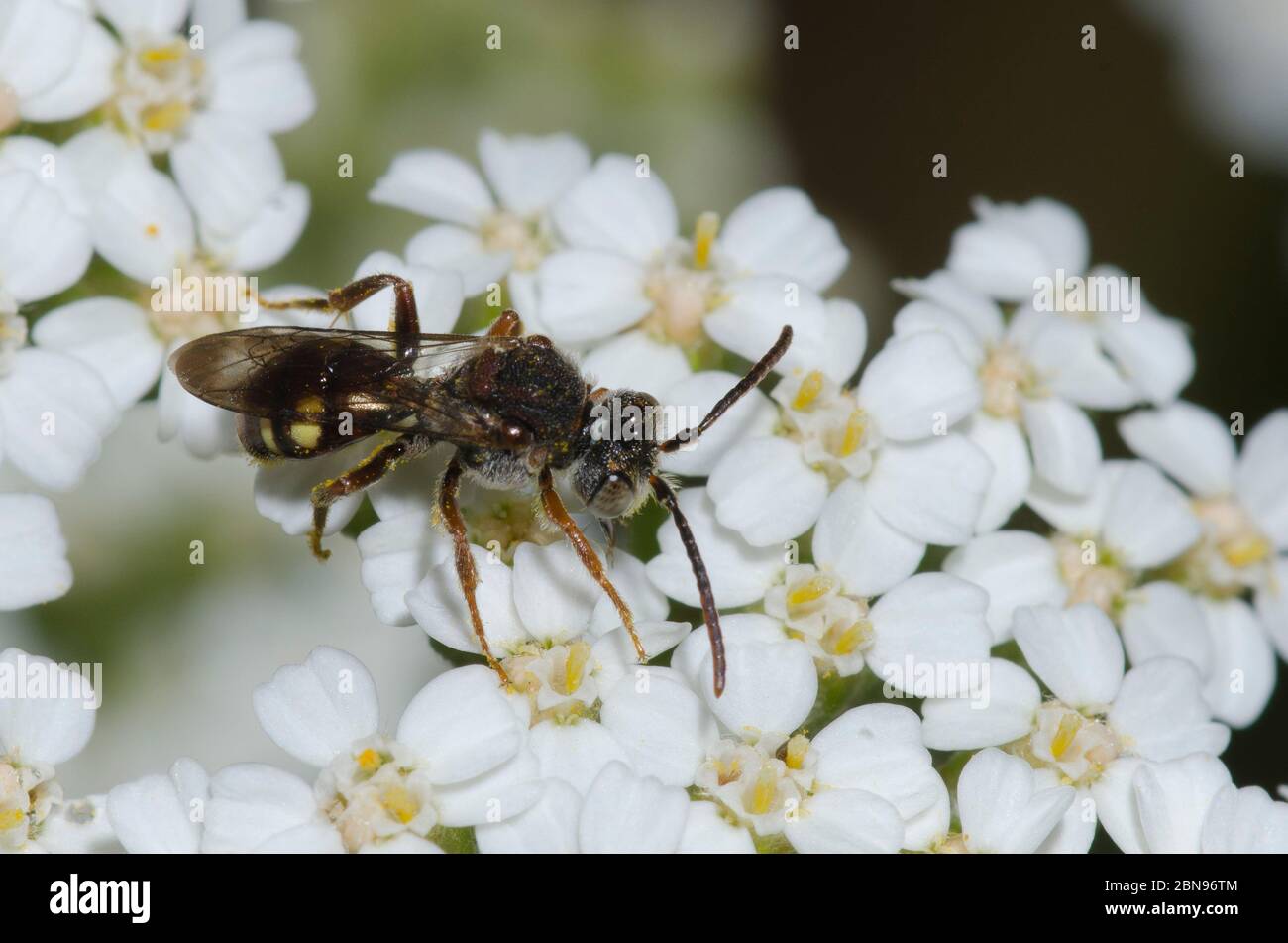 Nomad Bee, Nomada sp., fourrageant sur Yarrow, Achillea millefolium Banque D'Images