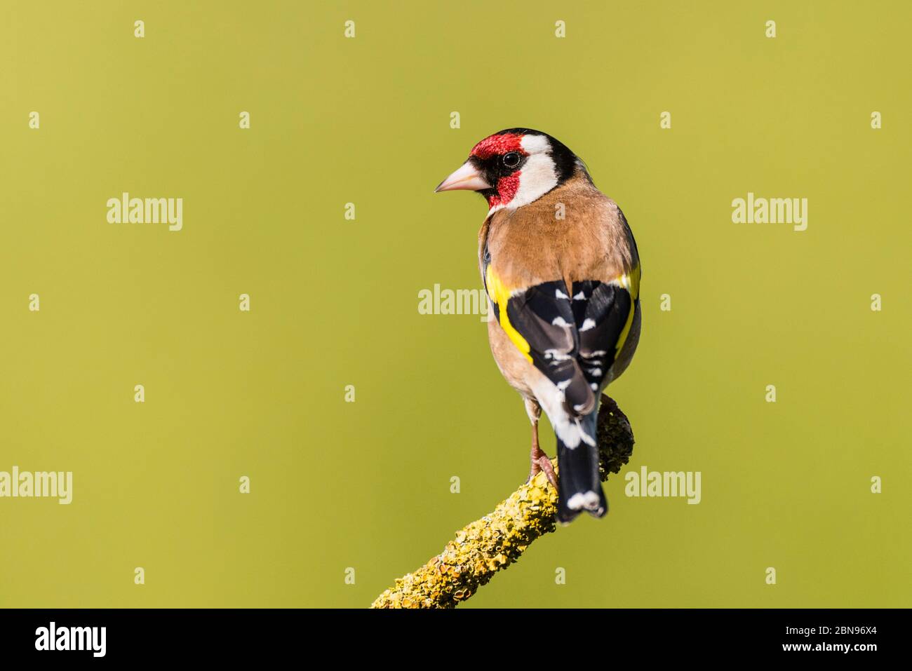 Un Chardonneret jaune (Carduelis carduelis) au Royaume-Uni Banque D'Images