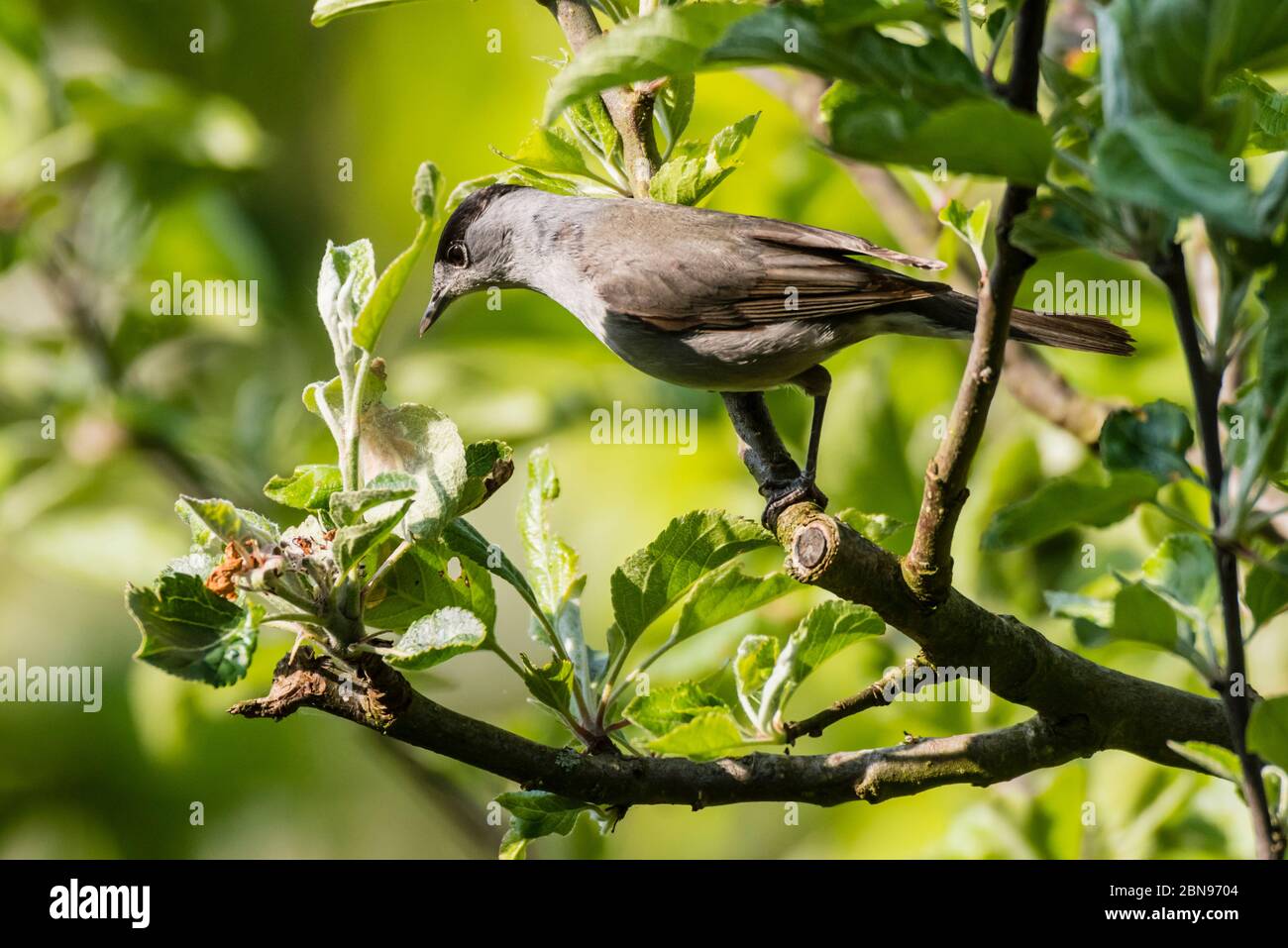 Un Blackcap, Sylvia atricapilla, homme unique dans un jardin britannique Banque D'Images