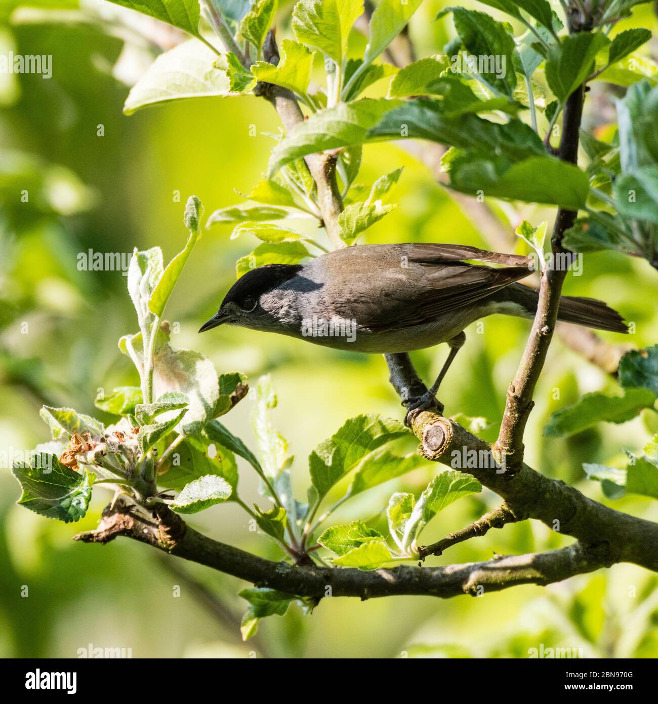 Un Blackcap, Sylvia atricapilla, homme unique dans un jardin britannique Banque D'Images