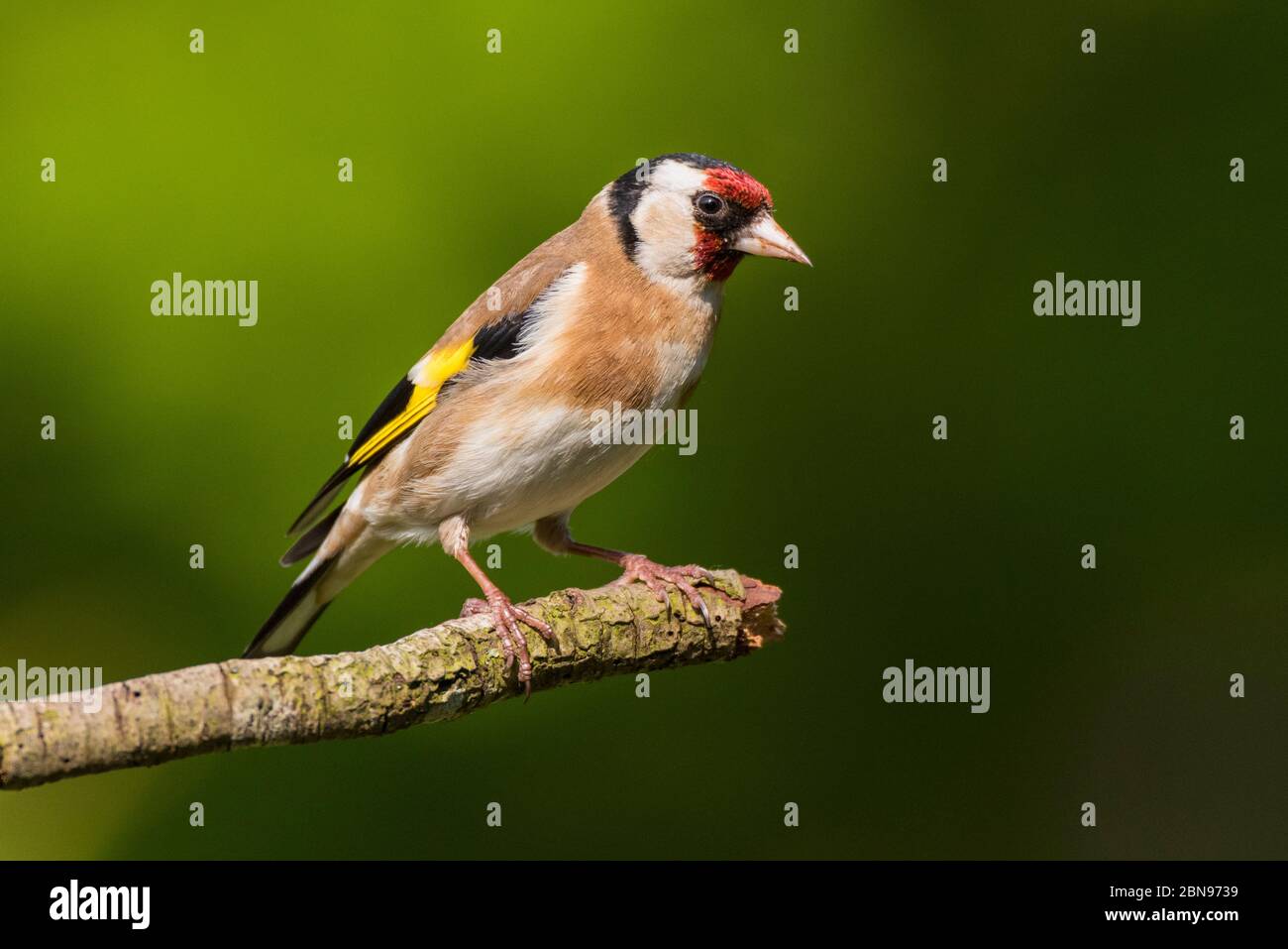 Un Chardonneret jaune (Carduelis carduelis) au Royaume-Uni Banque D'Images