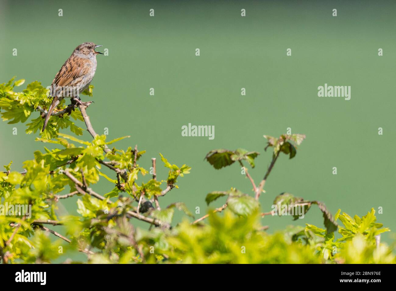 Un Dunnock chantant dans un jardin britannique (Prunella modularis) Banque D'Images