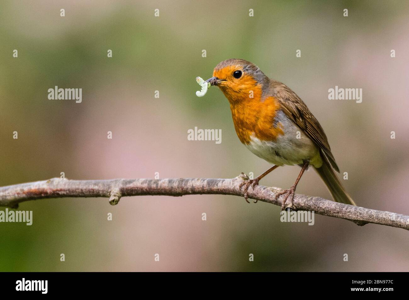 Un Robin (erithacus rubecula) au Royaume-Uni Banque D'Images