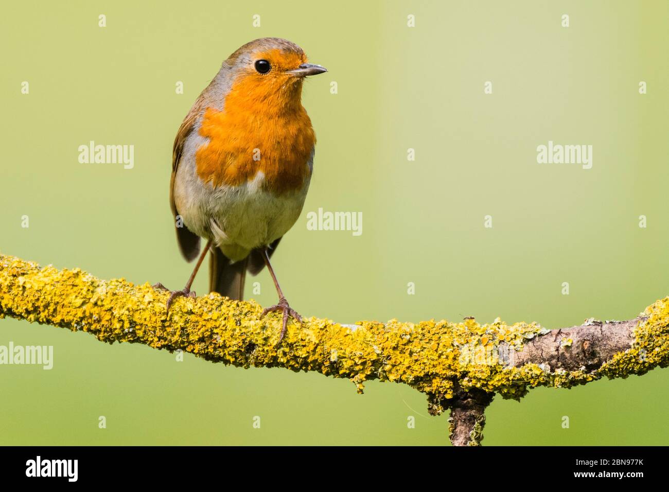 Un Robin (erithacus rubecula) au Royaume-Uni Banque D'Images