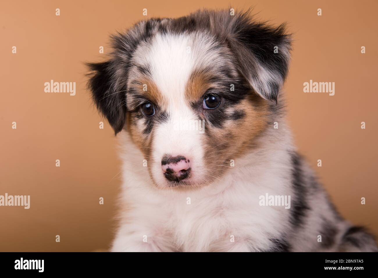 Red Merle Berger australien chiot, six semaines Banque D'Images