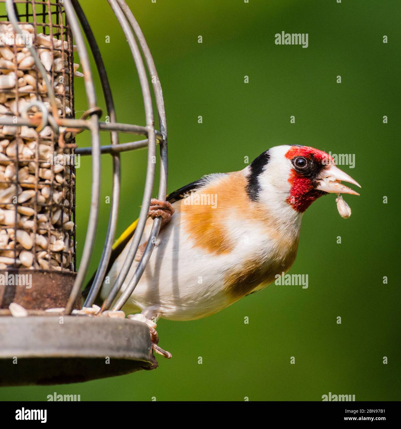 Un Chardonneret jaune (Carduelis carduelis) au Royaume-Uni Banque D'Images