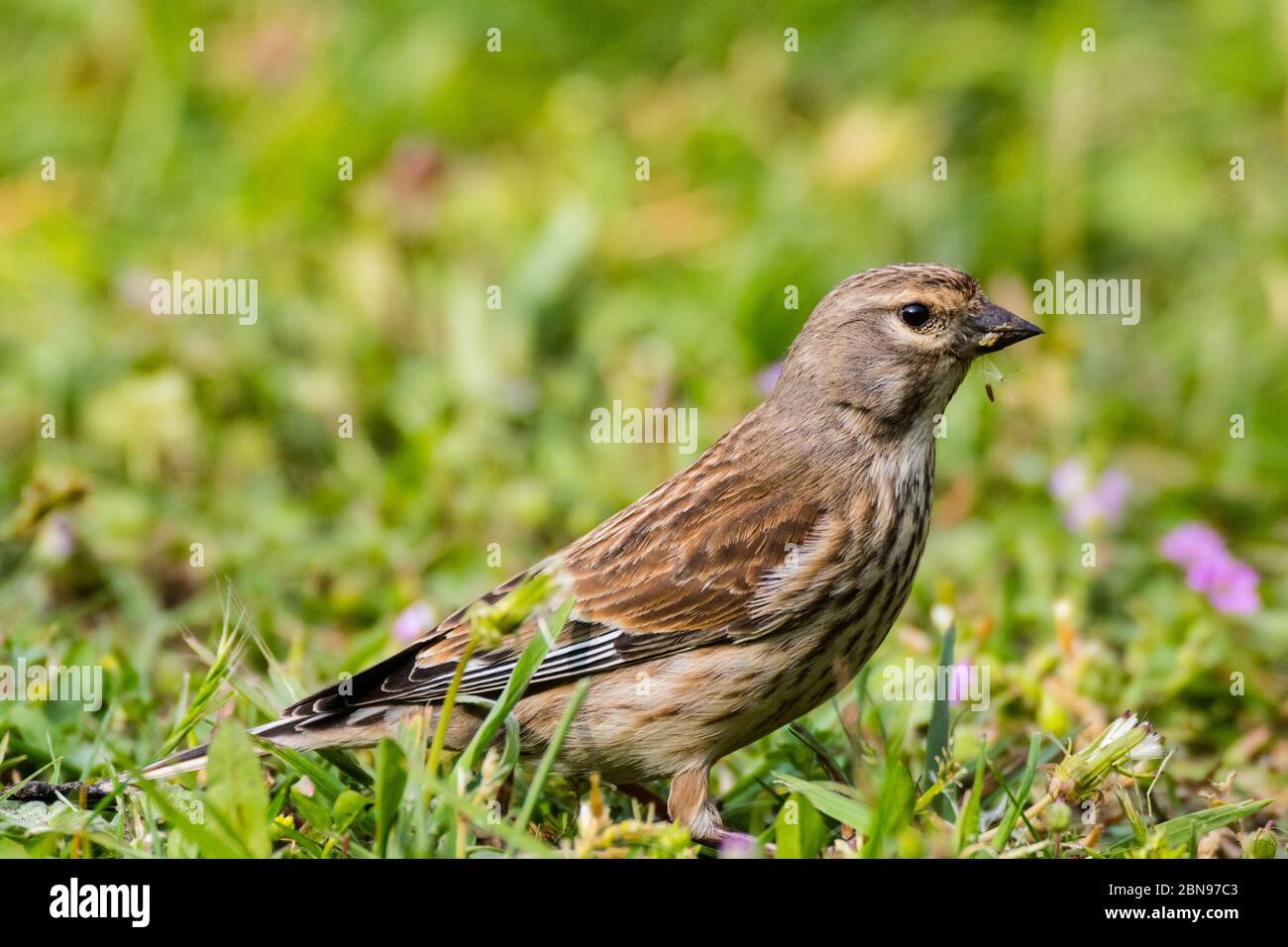 Une femelle Linnet (Carduelis cannabina) au Royaume-Uni Banque D'Images
