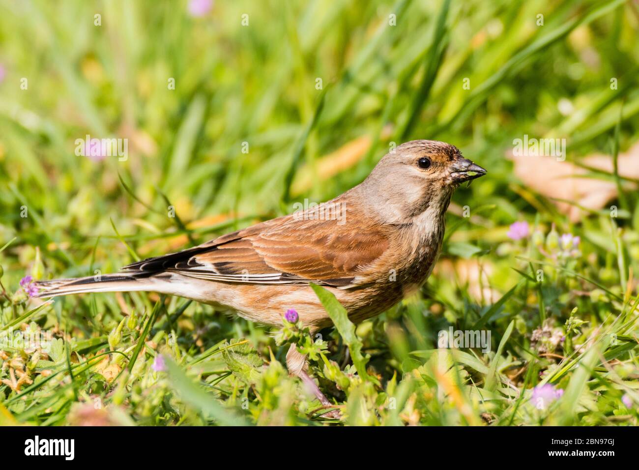 Un mâle Linnet (Carduelis cannabina) au Royaume-Uni Banque D'Images