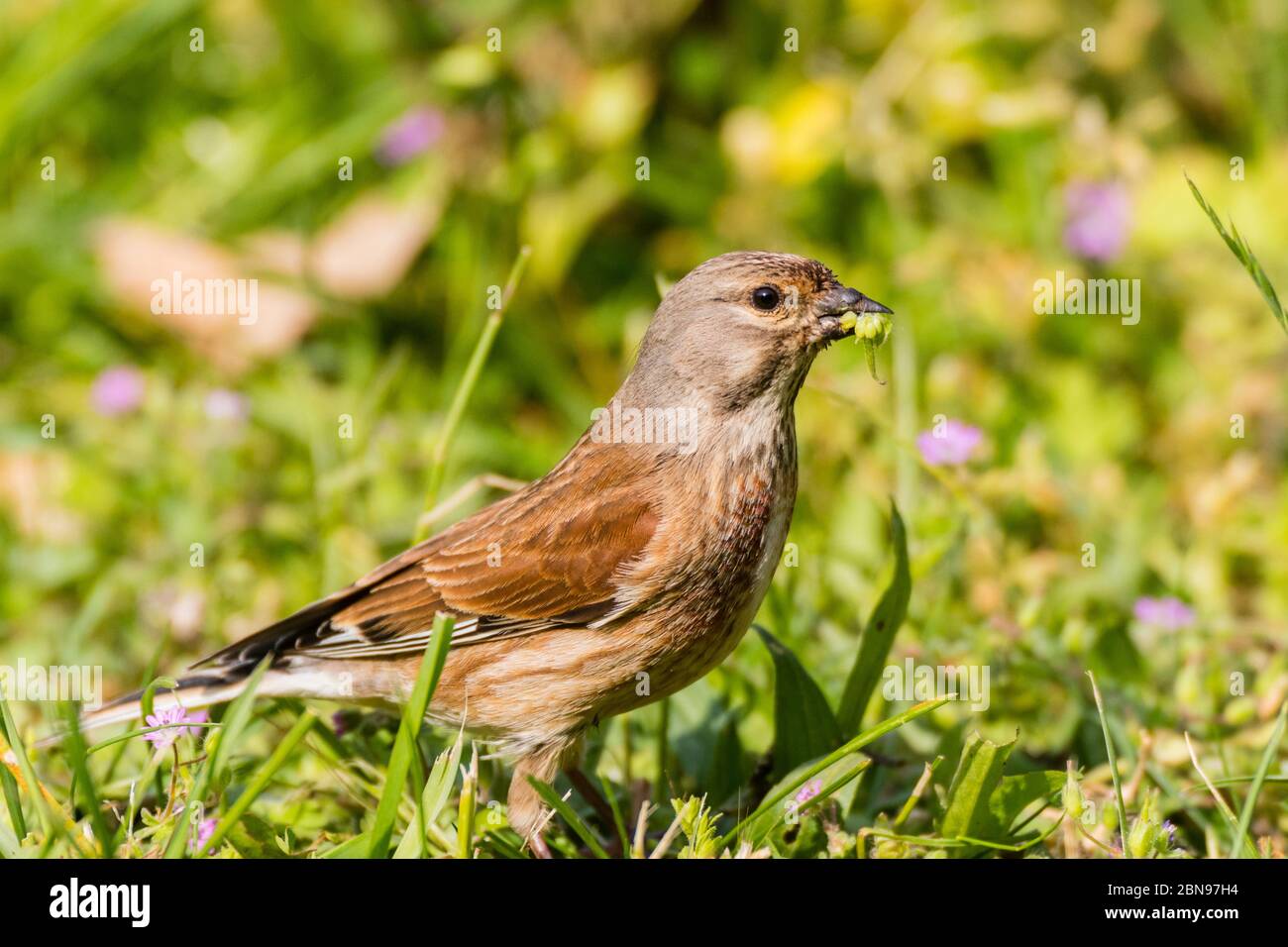Un mâle Linnet (Carduelis cannabina) au Royaume-Uni Banque D'Images