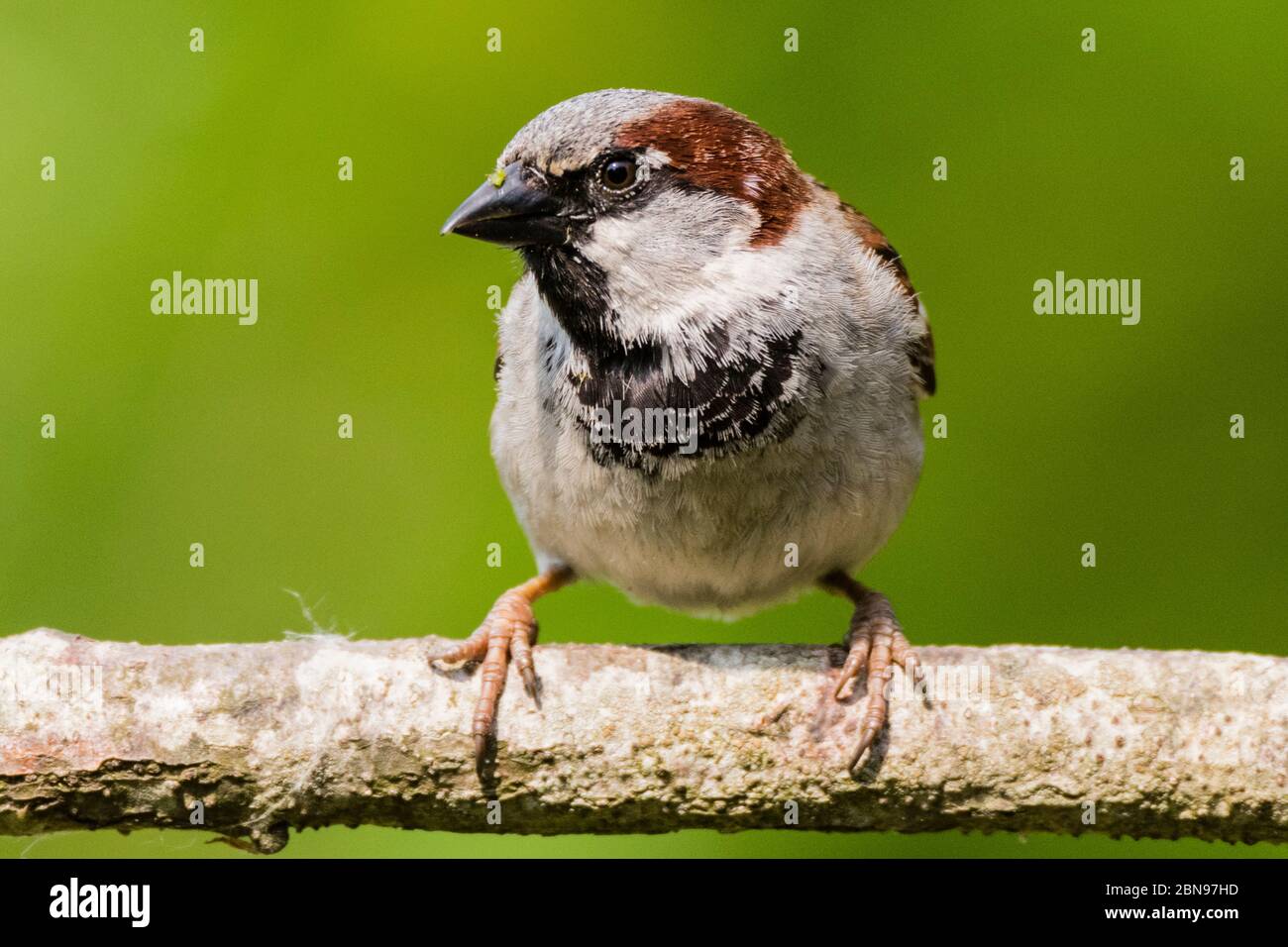 Un oiseau close up portrait of a male moineau domestique (Passer domesticus) dans un jardin Banque D'Images