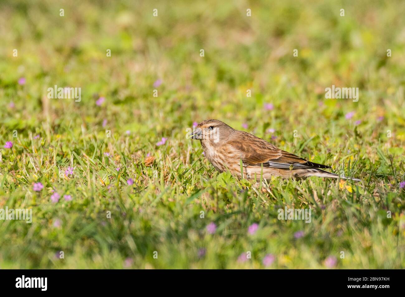 Une femelle Linnet (Carduelis cannabina) au Royaume-Uni Banque D'Images
