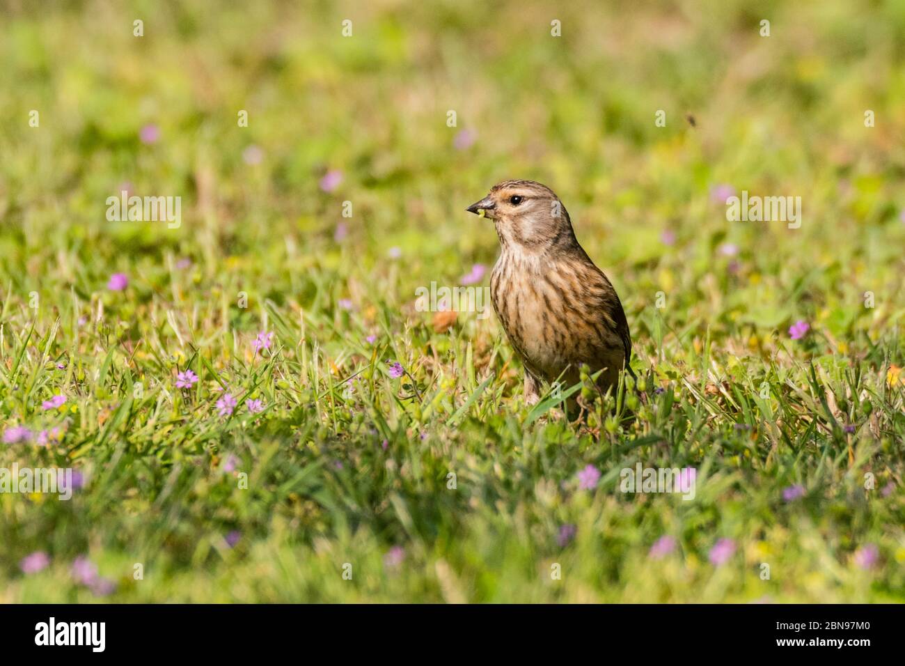 Une femelle Linnet (Carduelis cannabina) au Royaume-Uni Banque D'Images